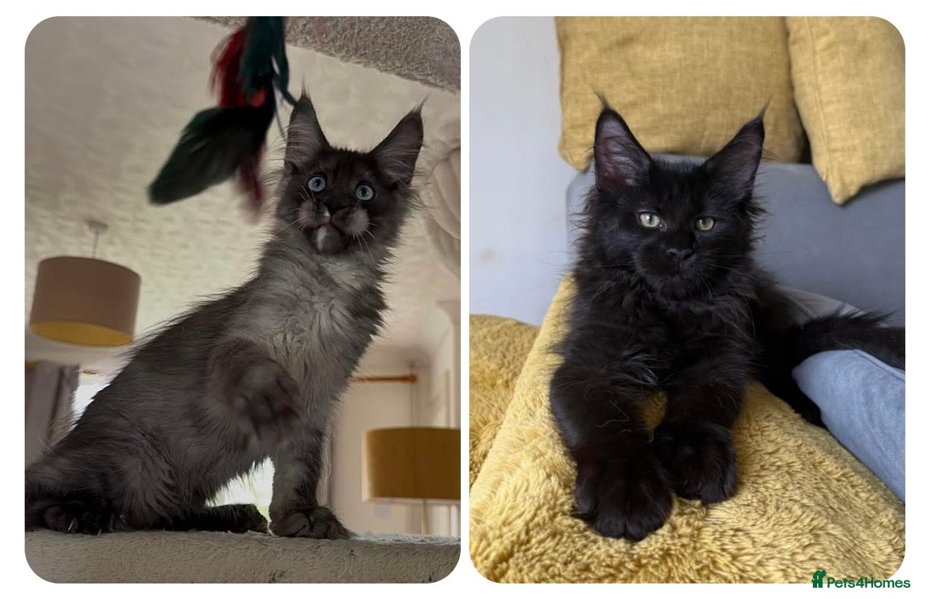 Maine Coon cats for sale: XXL kittens Tica ❤️ - Advert 2