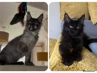 Maine Coon cats for sale: XXL kittens Tica ❤️ - Advert 2