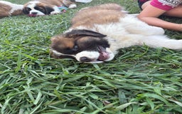 Saint Bernard dogs for sale: Stunning Quality Large Saint Bernard Puppies - Image 4