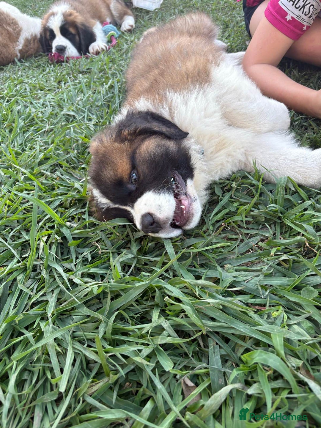 Saint Bernard dogs for sale: Stunning Quality Large Saint Bernard Puppies - Image 4