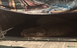 English Bulldog dogs for sale: Female English Bulldog - Image 5