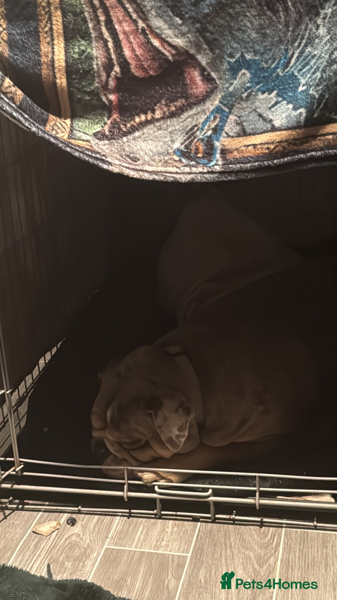 English Bulldog dogs for sale: Female English Bulldog - Image 5