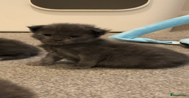 Maine Coon cats - Advert 15