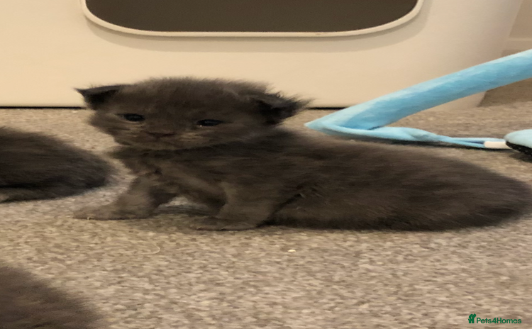 Maine Coon cats - Advert 2