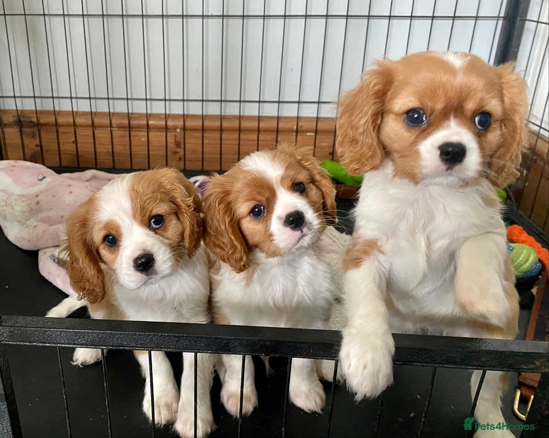 Cavalier King Charles Spaniel dogs for sale: Gorgeous Cavalier King Charles Spaniel Puppies - Image 3