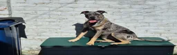 Cane Corso dogs for sale: Beautiful cane corso looking for new home in Sunderland - Advert 3