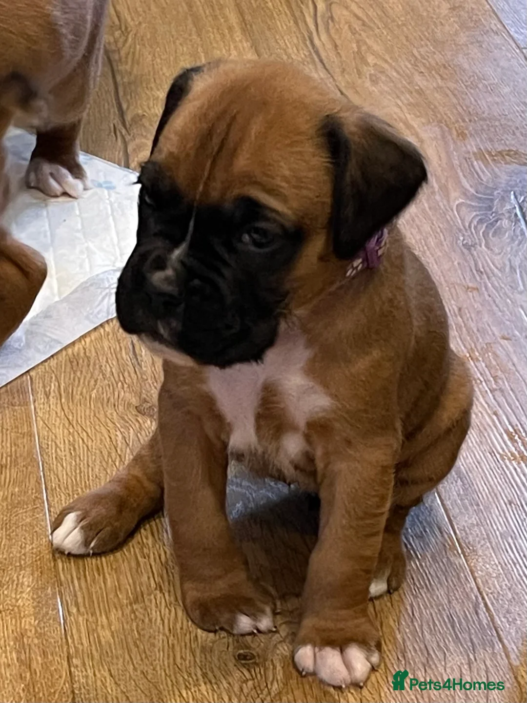 Boxer dogs for sale:  Stunning KC reg bobtailed boxers *1 girl left* - Advert 28