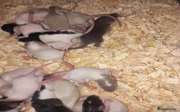 Rat rodents for sale: Beautiful baby rats  - Image 5