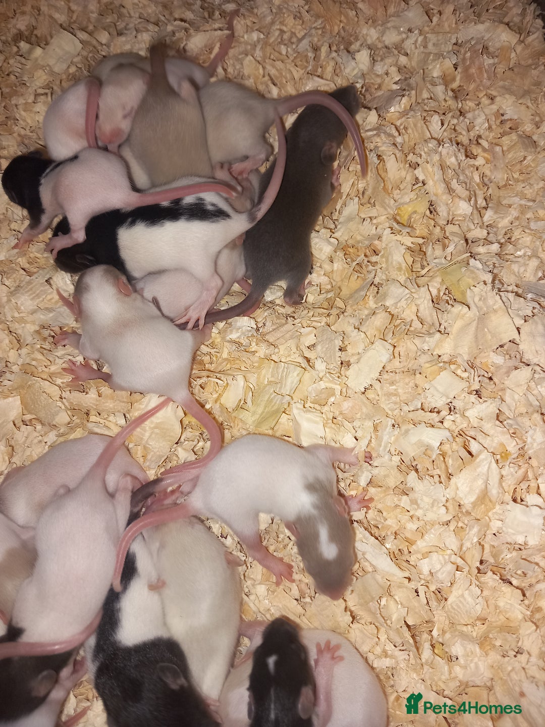 Rat rodents for sale: Beautiful baby rats  - Image 5