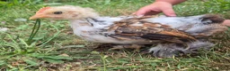 Chickens poultry for sale: Booted Pekin Bantam Rooster - Advert 3