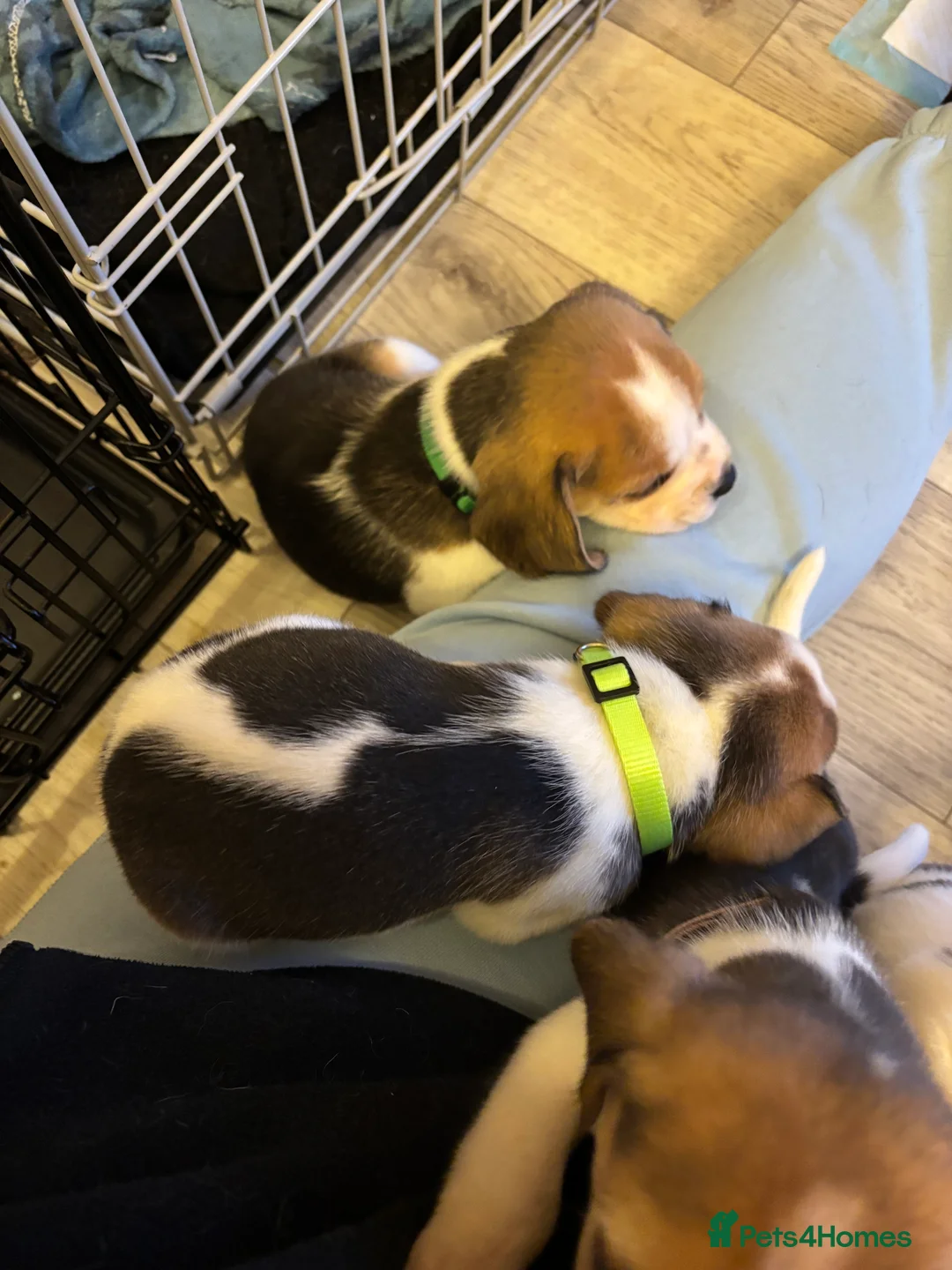 Beagle dogs for sale: Pure bred beagle girls - Advert 3
