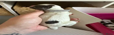 English Springer Spaniel Puppy 2