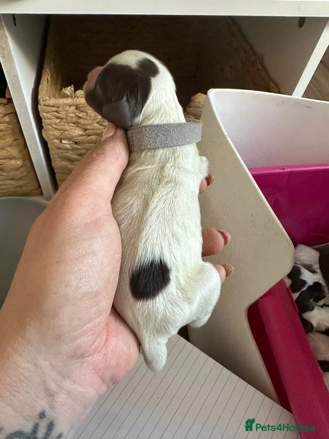 English Springer Spaniel dogs for sale: KC registered L&W springer pups  - Advert 2