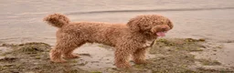 Spanish Water Dog dogs for sale: KC Spanish Water Dog Pups-Coastal Raised with ENS  - Advert 5