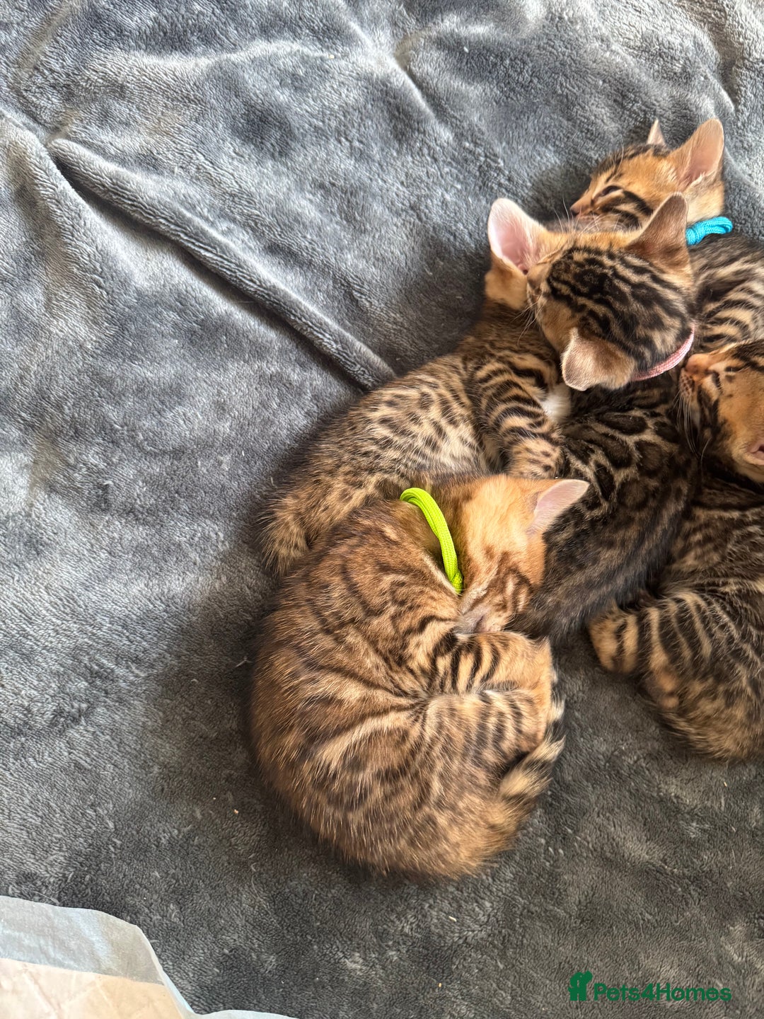 Bengal cats for sale: 💕 Pedigree Rosetted bengal kittens 💕 - Image 8