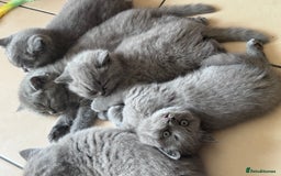 British Shorthair cats for sale: 5  BSH kittens - Image 10