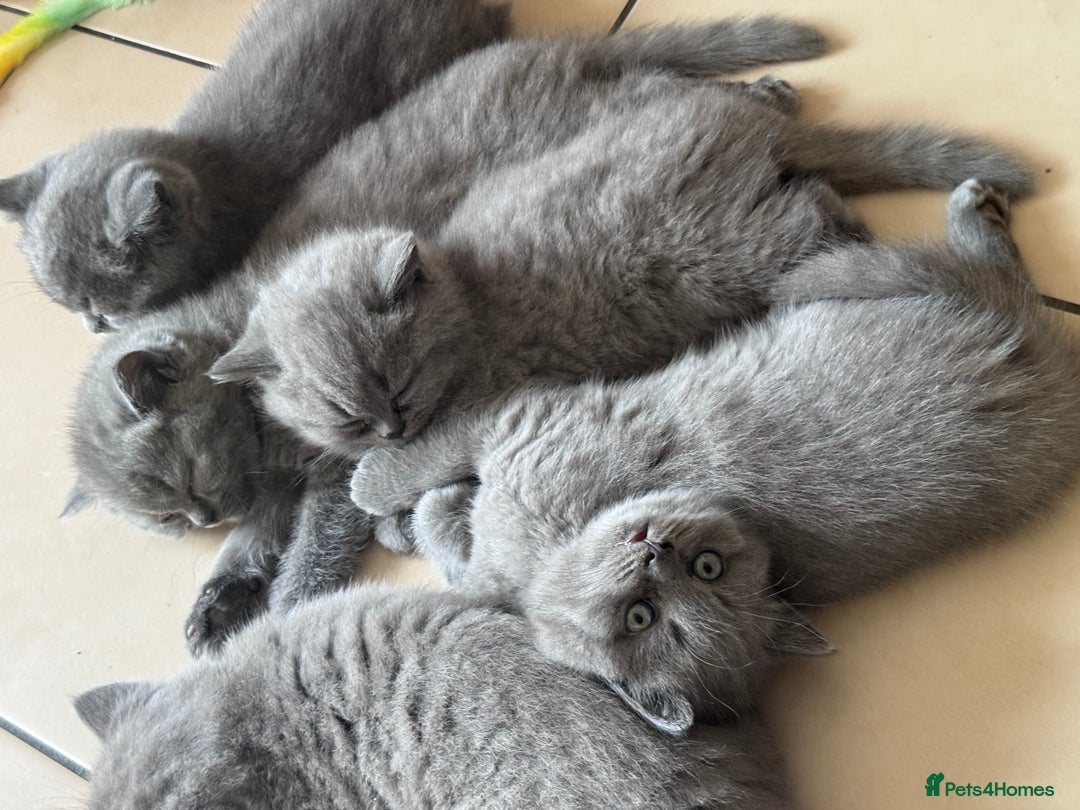 British Shorthair cats for sale: 5  BSH kittens - Image 10