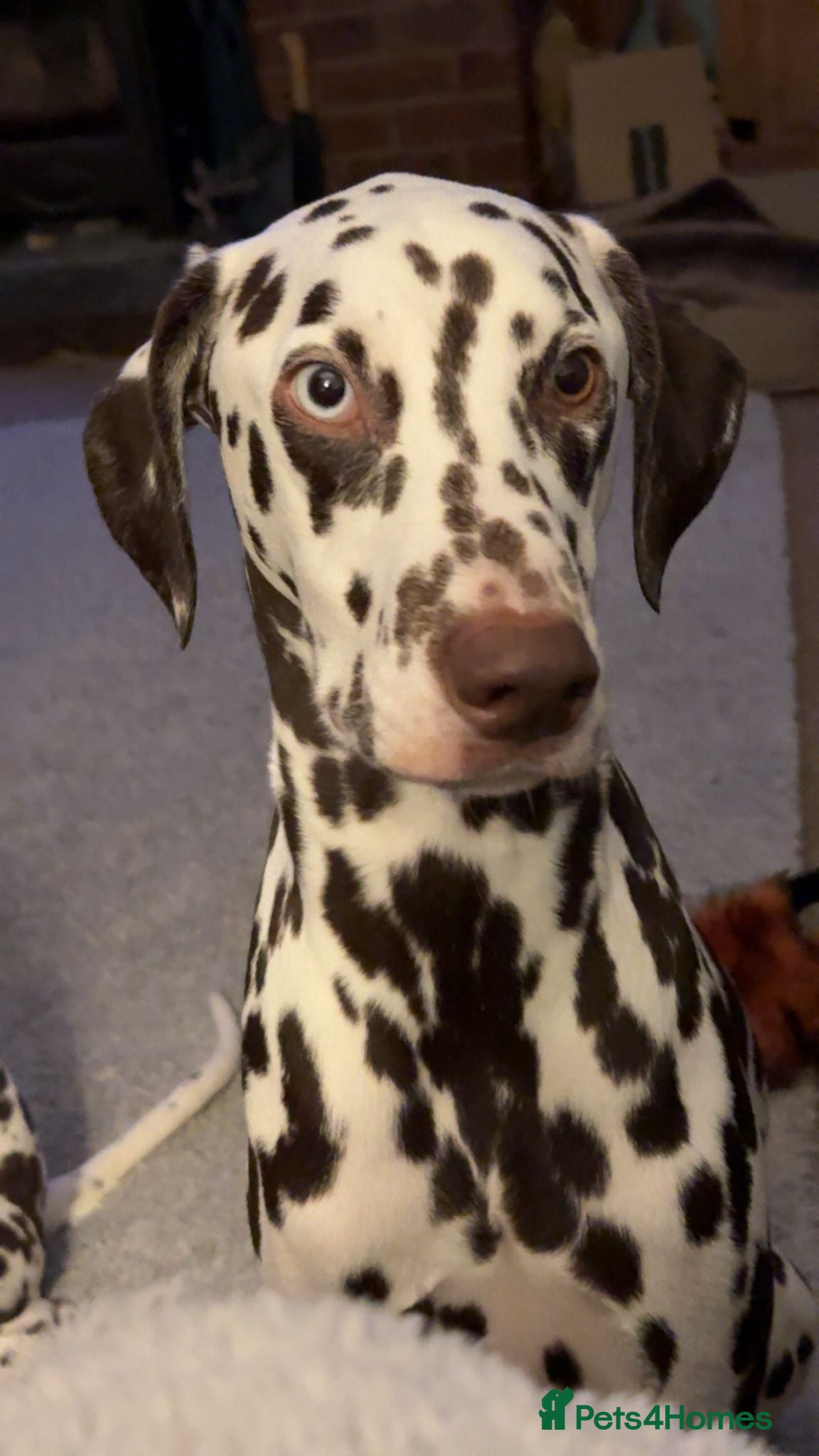 Dalmatian dogs Liver and white Dalmatian - Advert 7