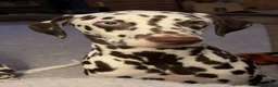 Dalmatian dogs for sale: Liver and white Dalmatian - Advert 1