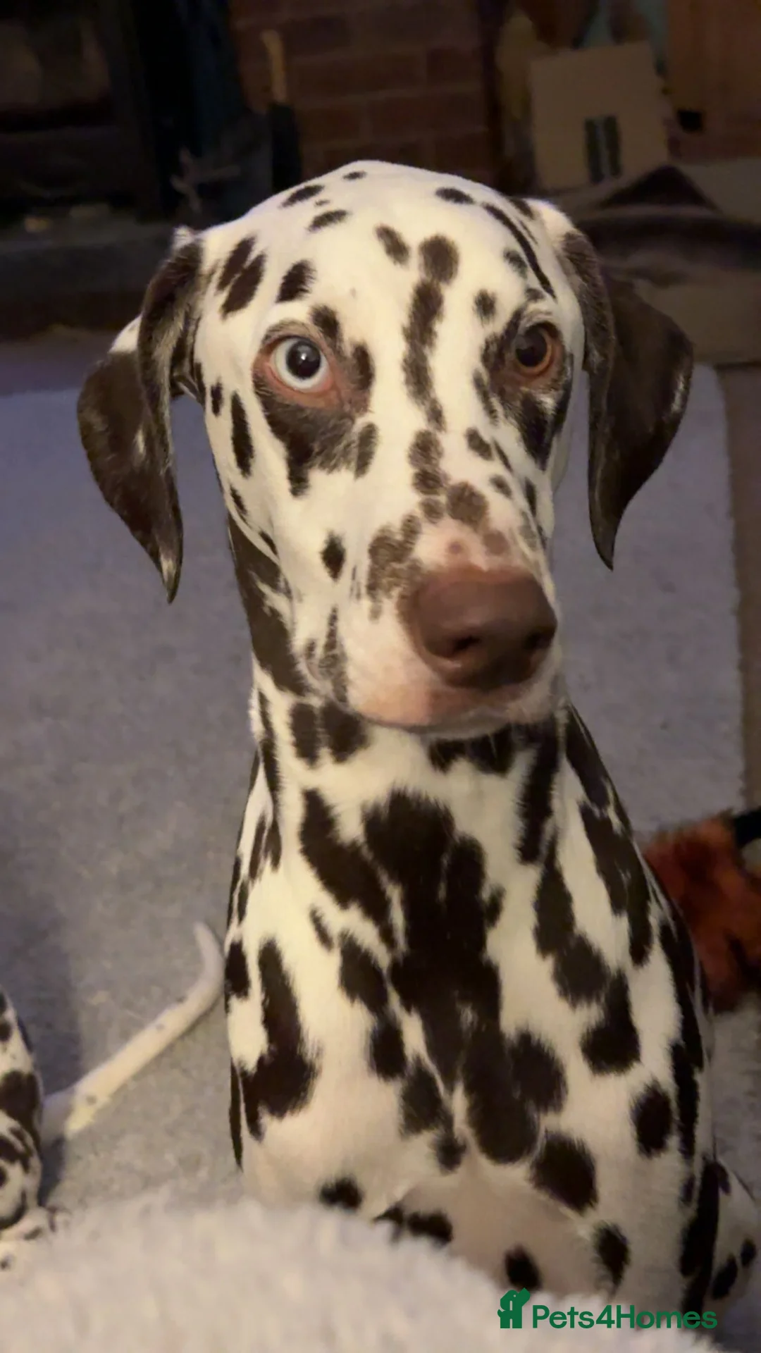 Dalmatian dogs for sale: Liver and white Dalmatian - Advert 1