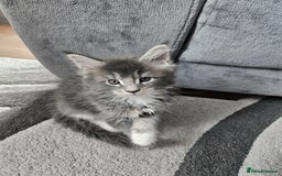 Maine Coon cats for sale: Maine coon kittens  - Image 9