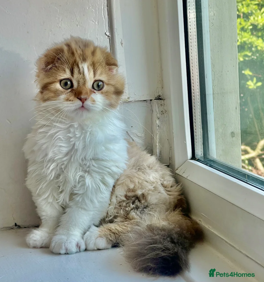 Scottish Fold cats for sale: beautiful british long hair scottish fold kitten  - Advert 2