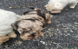 Cockapoo dogs for sale: Cockapoo puppies 🐶  - Image 2