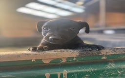 Patterdale Terrier dogs for sale: Patterdale puppy  - Advert 3