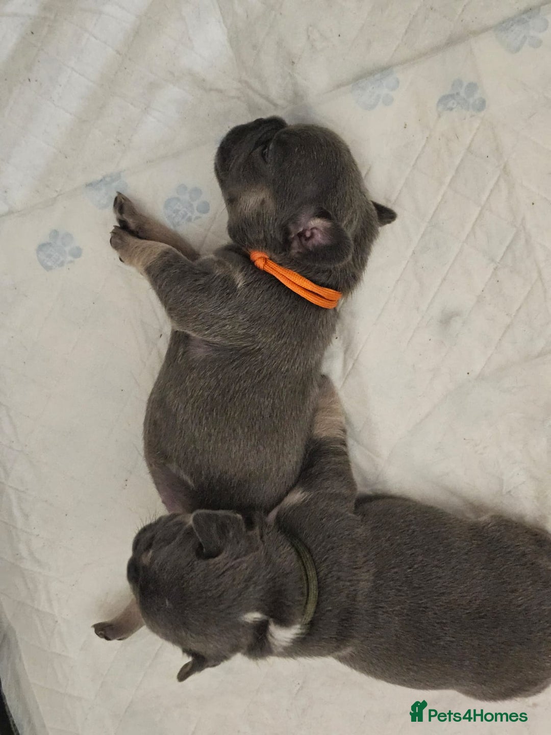 French Bulldog dogs for sale: DISCOUNT AVAILABLE FOR SERIOUSLY INTERESTED BUYERS - Advert 19