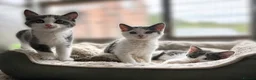 Mixed Breed cats for sale: Beautiful grey/white kittens 12 weeks - Advert 7