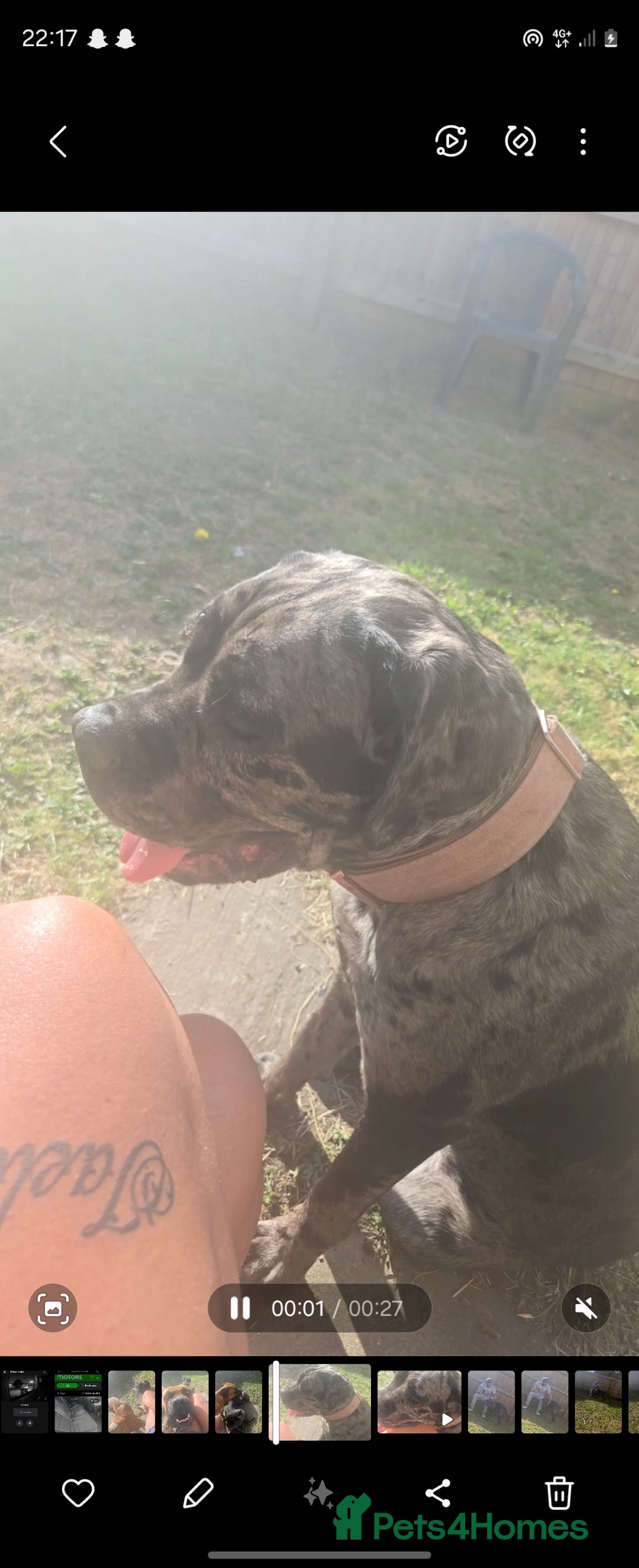Cane Corso dogs for sale: Merle cane corso - Image 4