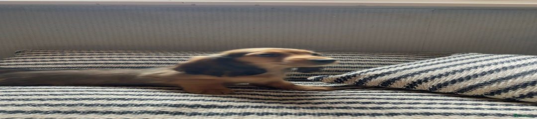 Miniature Dachshund Puppy 4