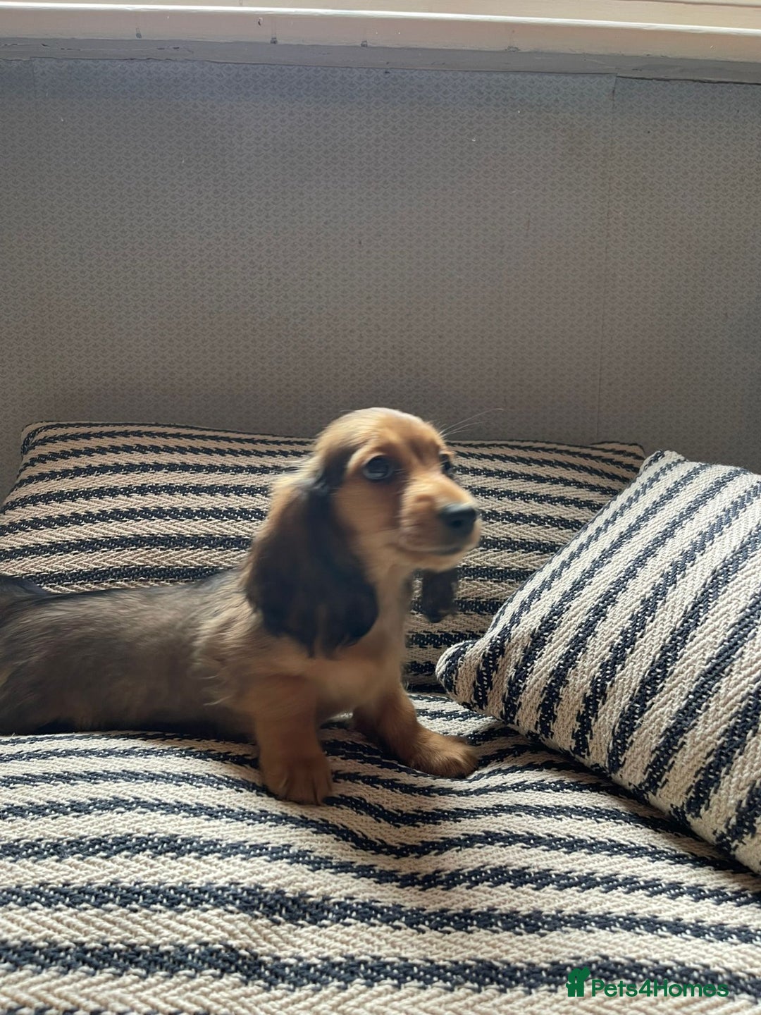 Miniature Dachshund dogs for sale: Beautiful Miniature Long-Haired Dachshund Puppies - Image 2
