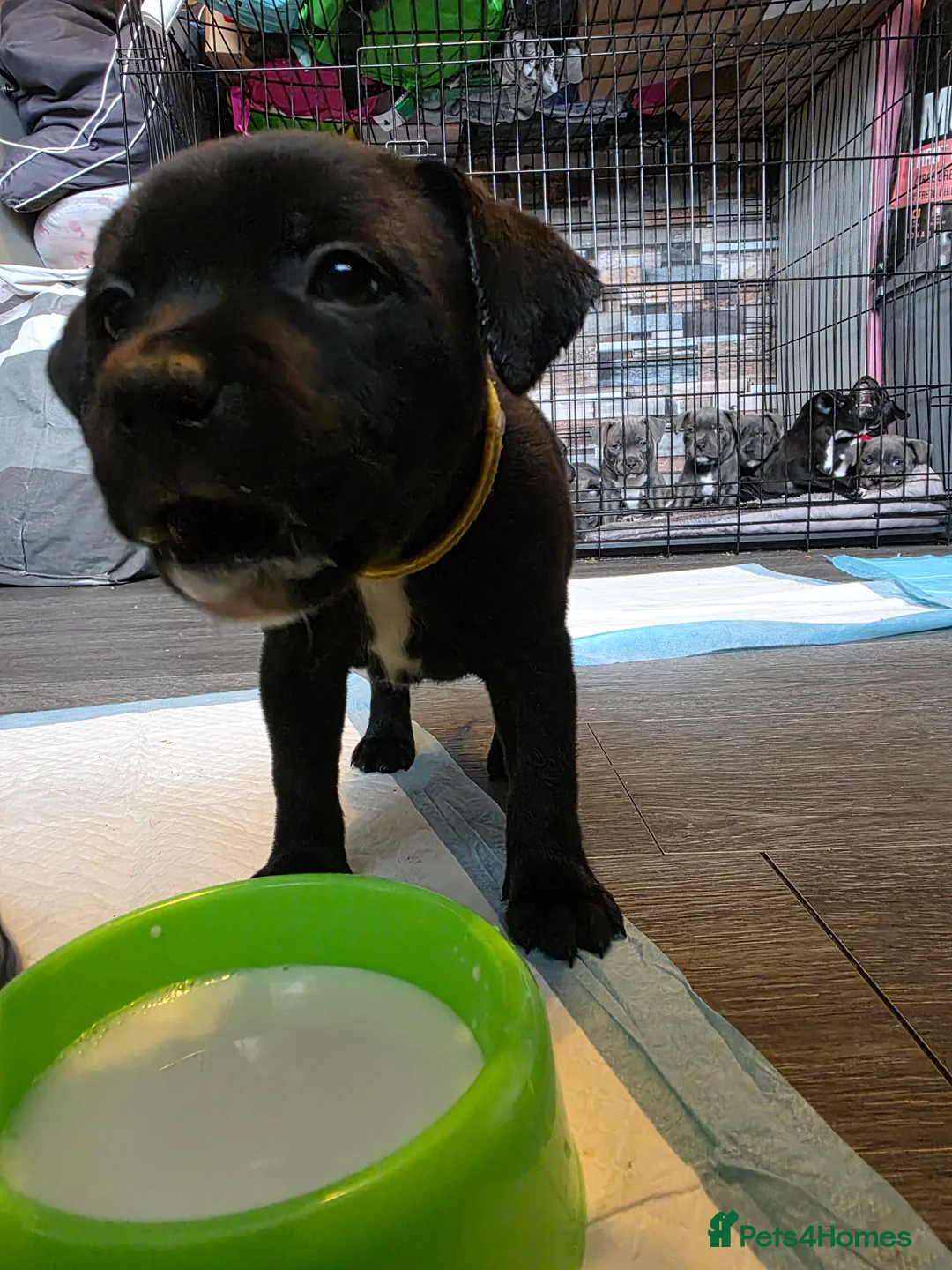 Staffordshire Bull Terrier dogs for sale: Staffordshire bull terrier blues  - Advert 34