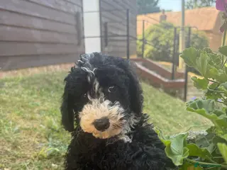 Miniature Poodle dogs DNA health tested Miniature Poodles 💐 - Advert 5