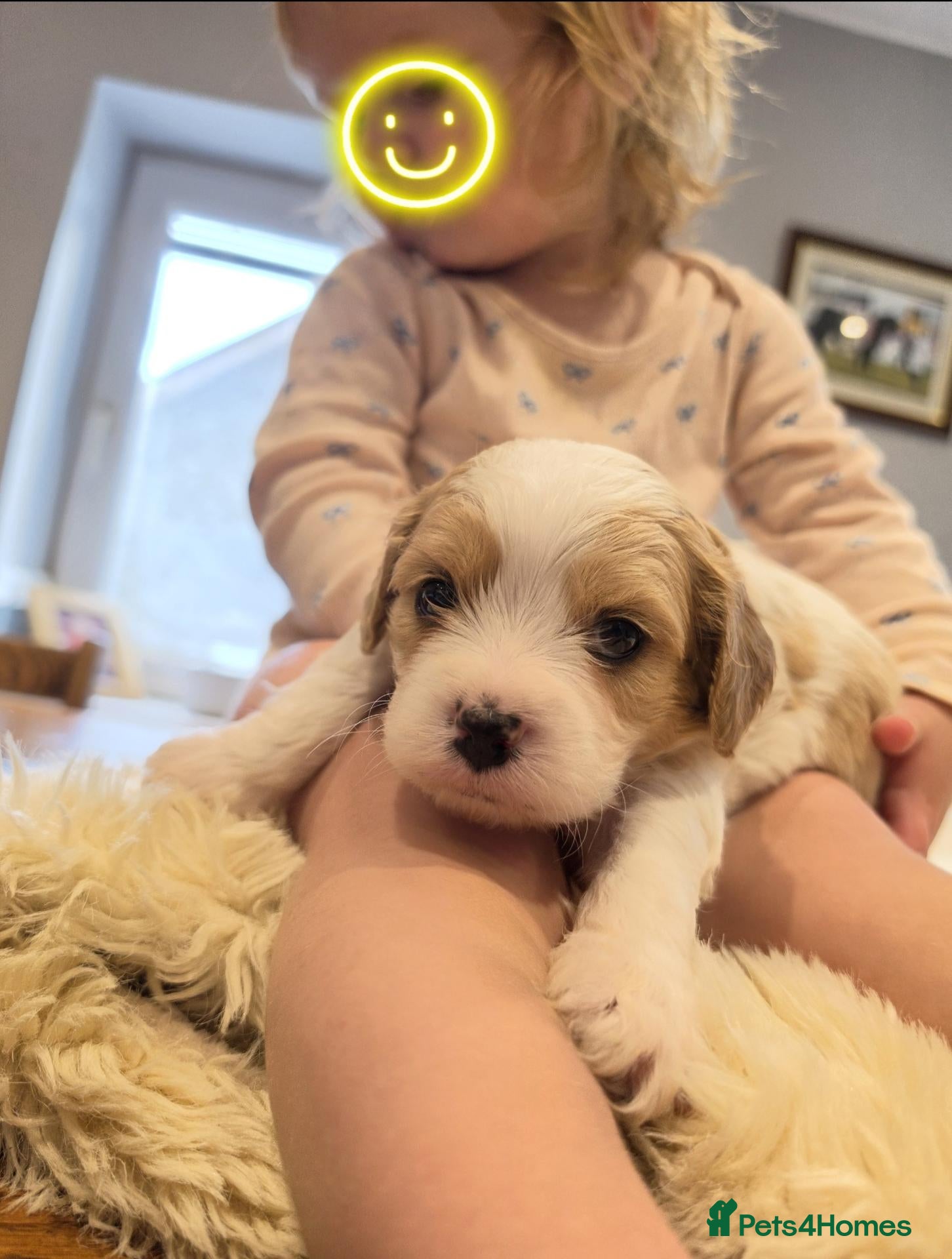 Cavachon dogs 1 BOY LEFT💙💙🐾 - Advert 1