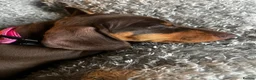 Miniature Dachshund dogs for sale: Beautiful Miniature Dachshund Girl in Swansea - Advert 7