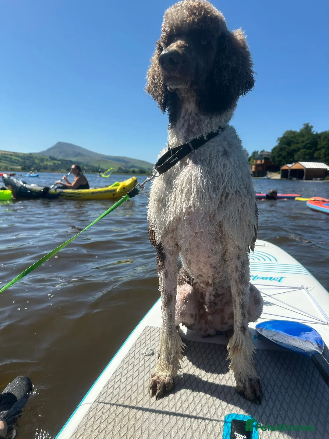 Standard Poodle dogs for stud: Standard Poodle for Stud - Advert 9