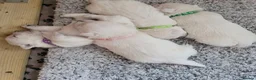West Highland Terrier dogs for sale: KC registered - Beautiful 2 girls and 2 boys  - Advert 7