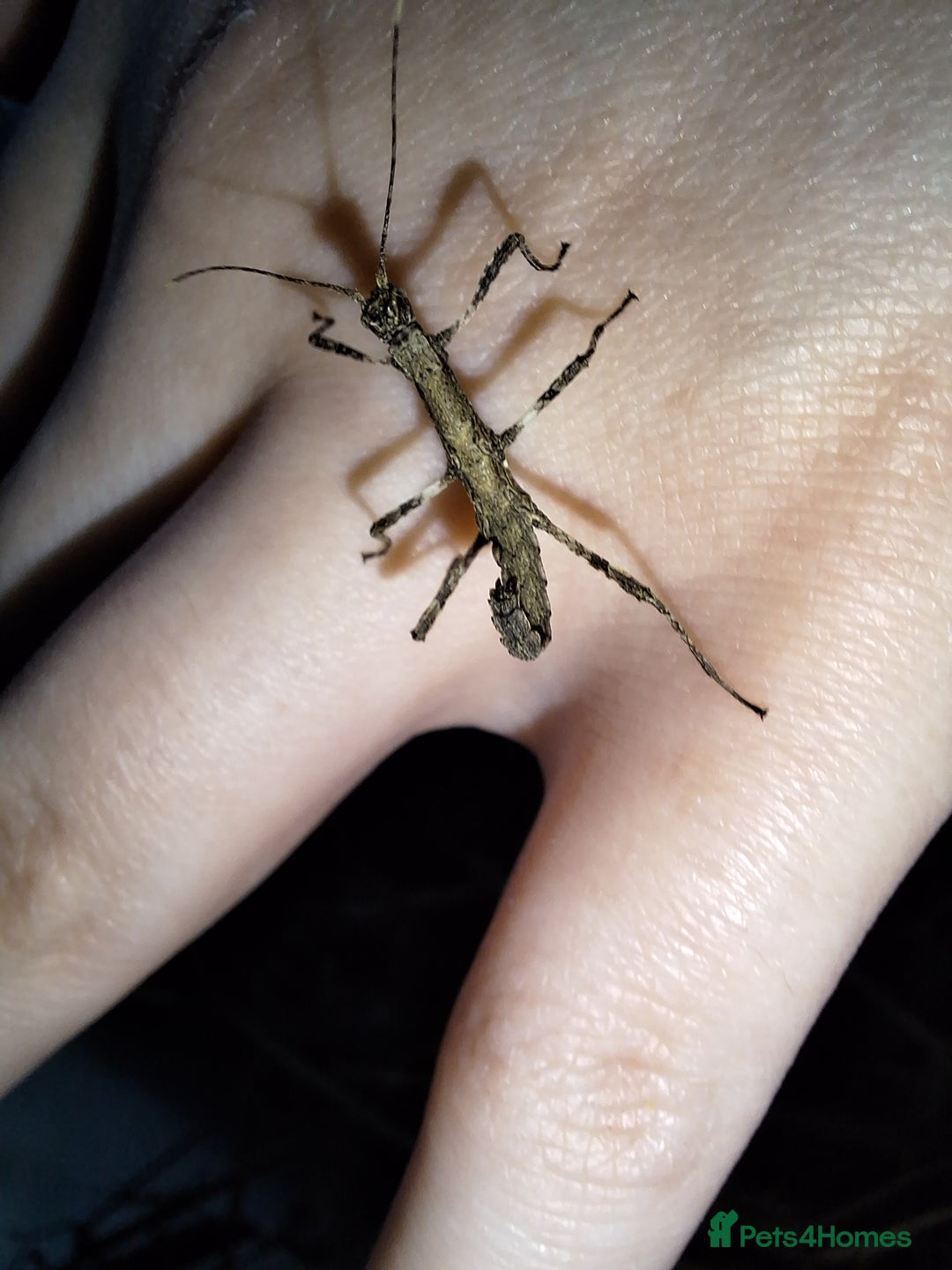 Stick Insects invertebrates for sale: 3 Sungaya Aeta stick insect nymphs (unsexed) - Advert 2