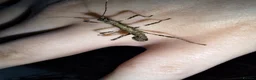 Stick Insects invertebrates for sale: 3 Sungaya Aeta stick insect nymphs (unsexed) - Advert 2