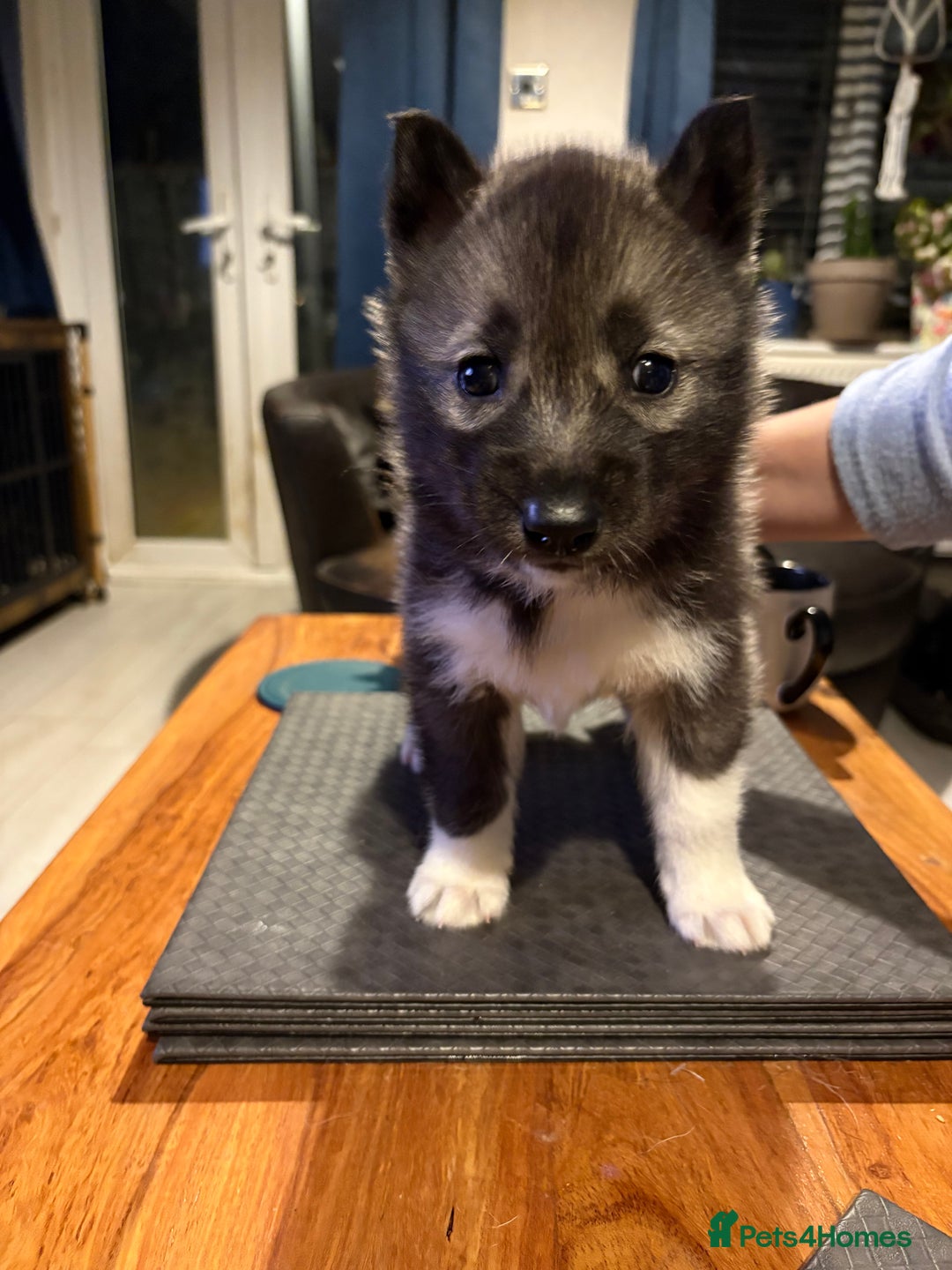 Siberian Husky dogs for sale: Kc reg Siberian husky puppies 1 female left now - Advert 15