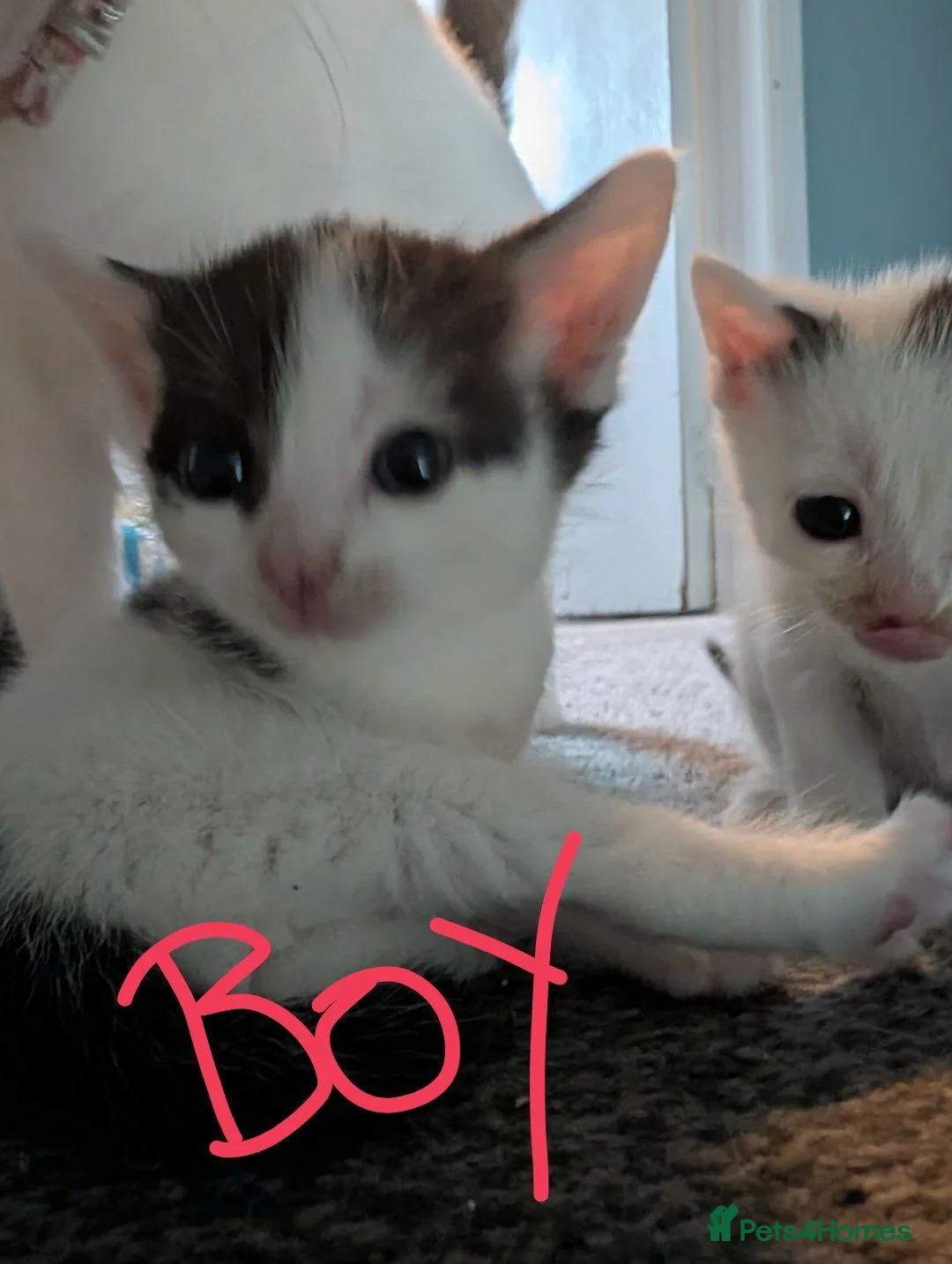Mixed Breed cats for sale: 5 kittens need homes in Rotherham - Advert 2