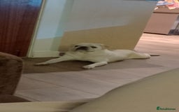 Pug dogs for sale: Pug Puppies - Image 3