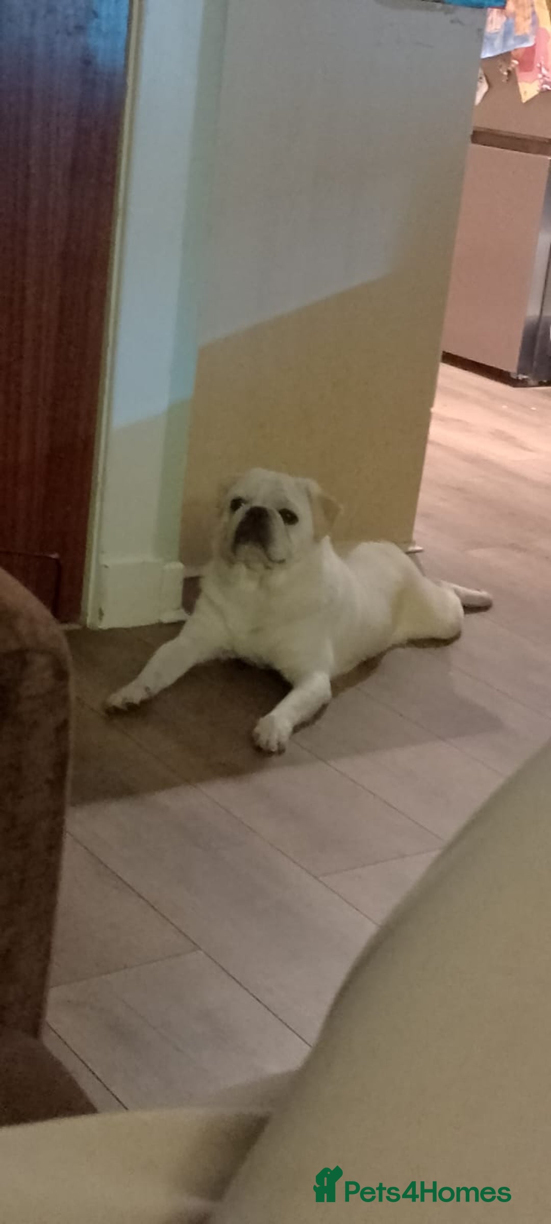 Pug dogs for sale: Pug Puppies - Image 3