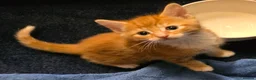 Mixed Breed cats for sale: Adorable kittens  - Advert 22