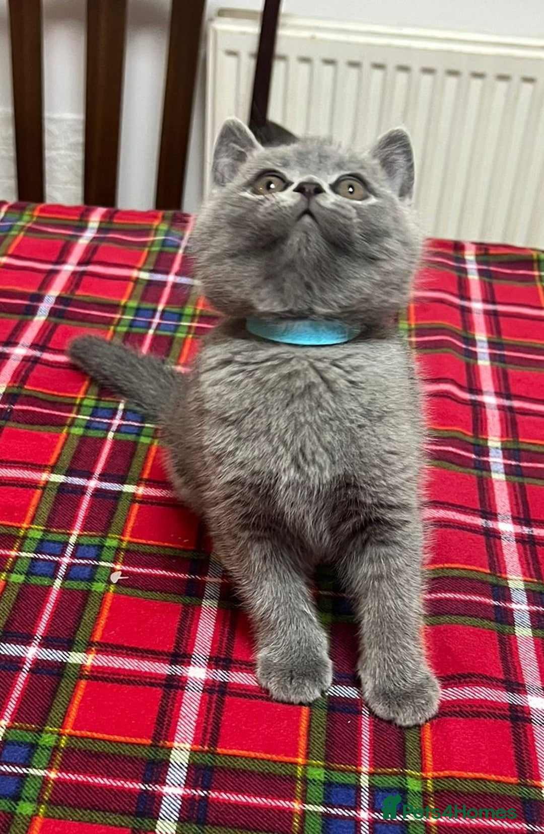 British Shorthair cats for sale: !!! Pure Blood Champions Pedigree BSH Kittens!!! - Advert 9