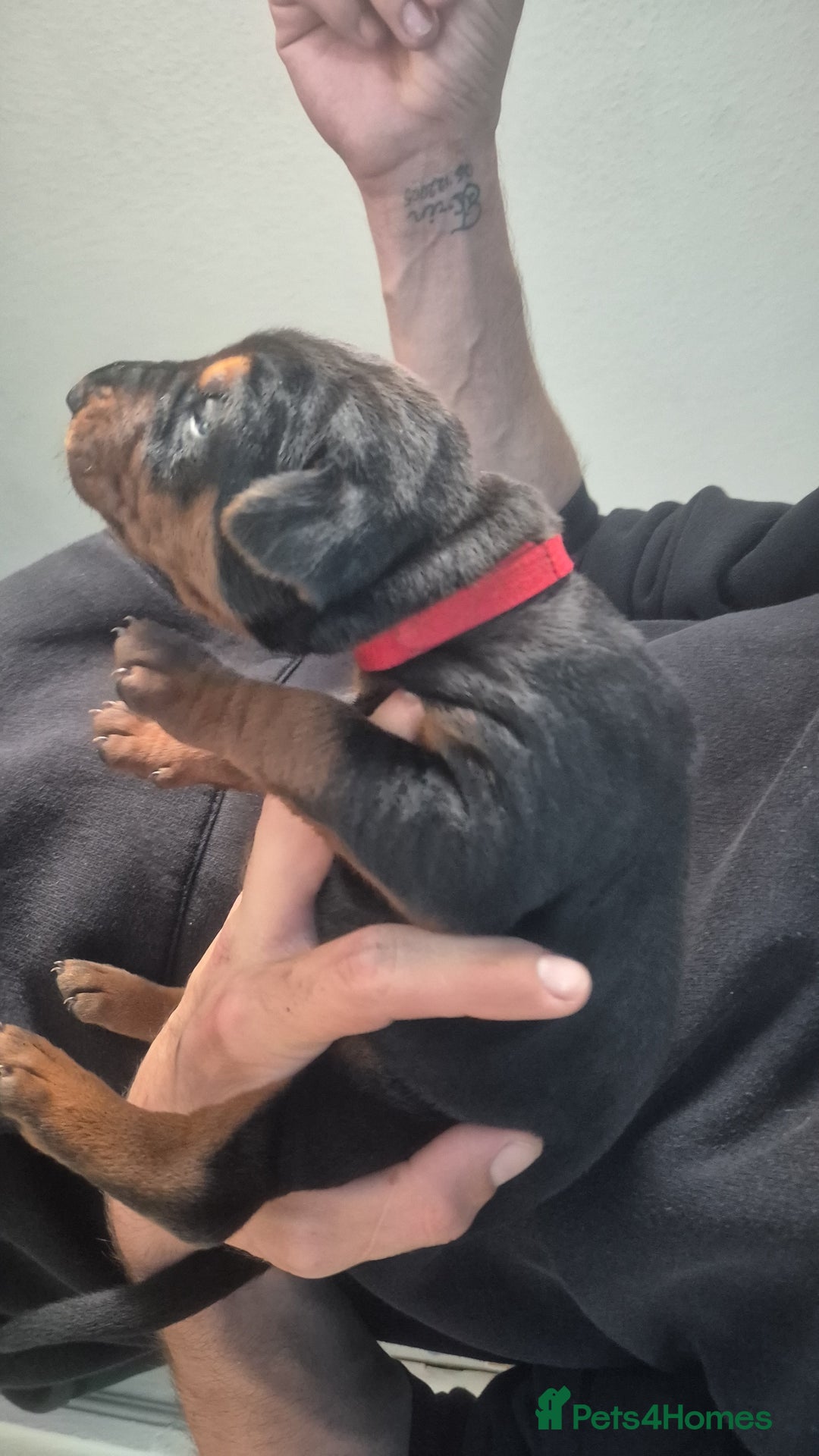 Mixed Breed dogs for sale: Pure Bred/papered Laizhou Hong/Chinese Red Dog - Image 6