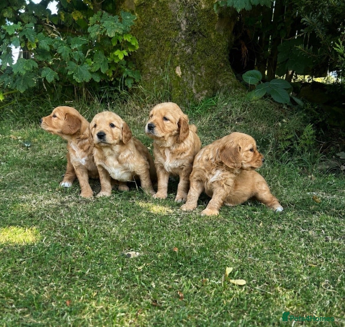 Golden Retriever dogs 2 Golden retriever bitch puppies available  - Advert 8