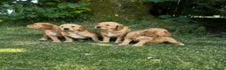 Golden Retriever dogs for sale: 2 Golden retriever bitch puppies available  - Advert 1